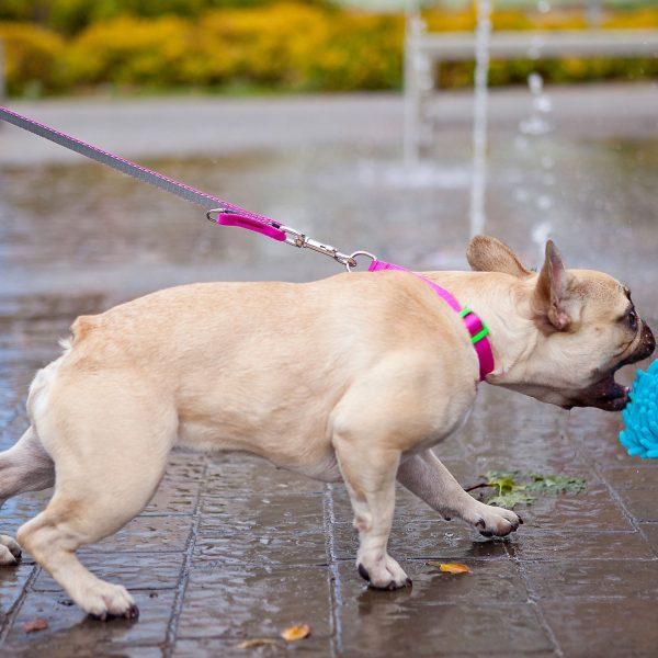 Povodec za psa ENERGY SILVER nastavljive dolžine