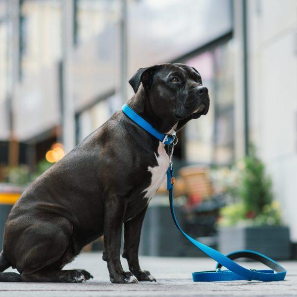 Povodec za psa ENERGY EXTRA nastavljive dolžine