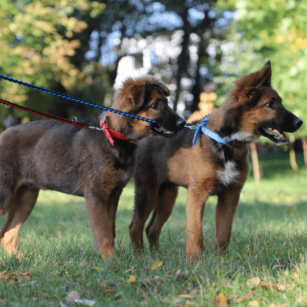 Povodec za psa PLETENA VRV vzorec SQUARE nastavljiva dolžina