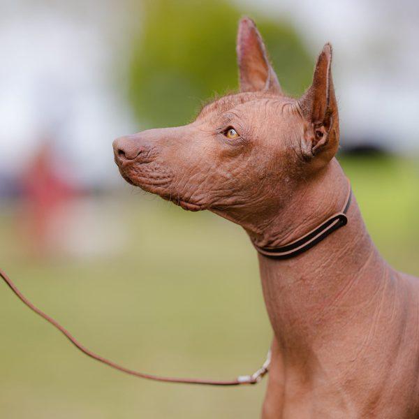 Usnjen razstavni povodec KLASIK