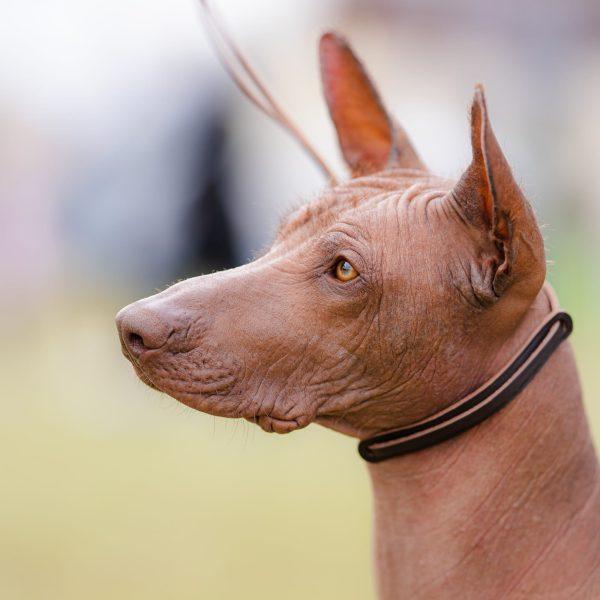 Usnjen razstavni povodec KLASIK