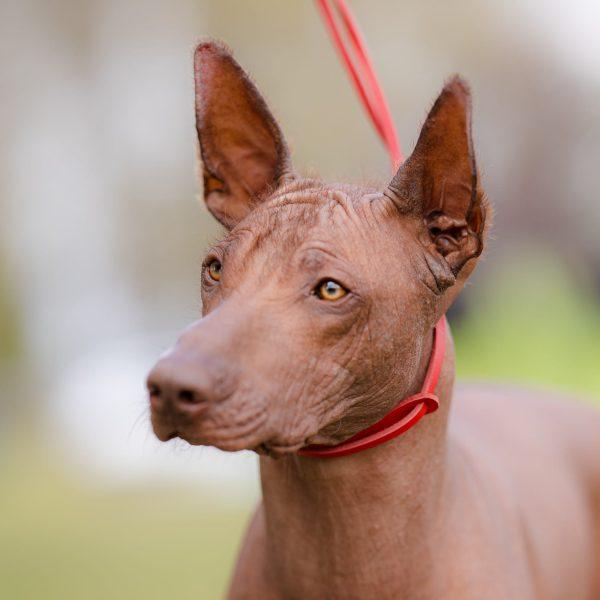 Usnjen razstavni povodec KLASIK