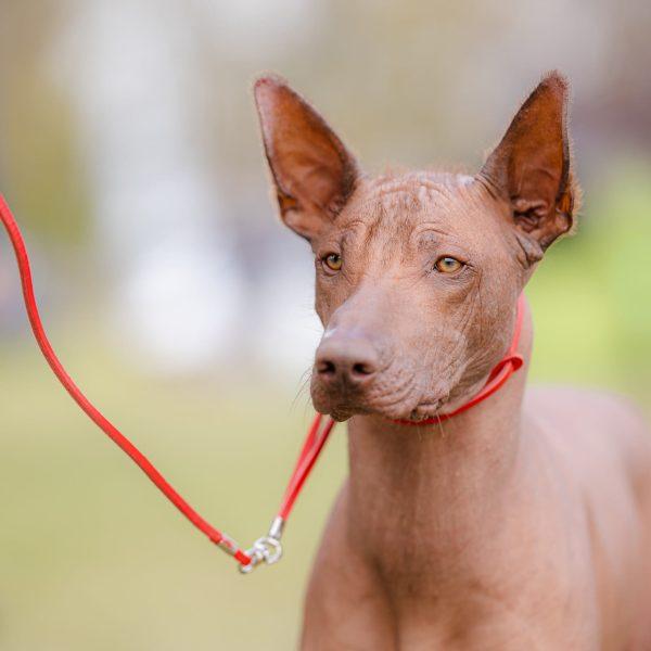 Usnjen razstavni povodec KLASIK