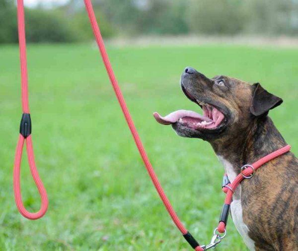 Zatezna ovratnica SNAKE