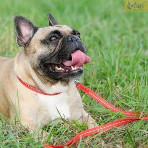 Alternative view of Odsevni povodec za psa REFLEX nastavljive dolžine