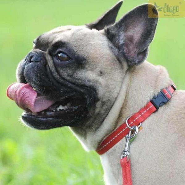 Odsevni povodec za psa REFLEX nastavljive dolžine