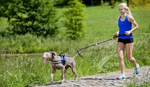 CANICROSS set  za tek s psom