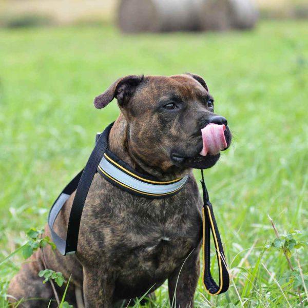 Odsevni povodec za psa z mehkim podloženim ročajem