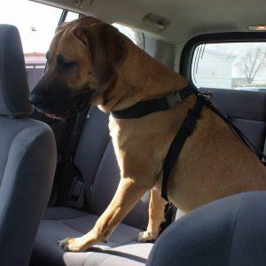 Alternative view of Varnostna oprsnica za psa za v avto