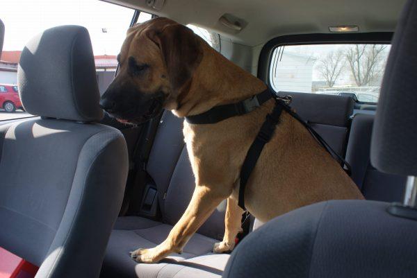 Varnostna oprsnica za psa za v avto