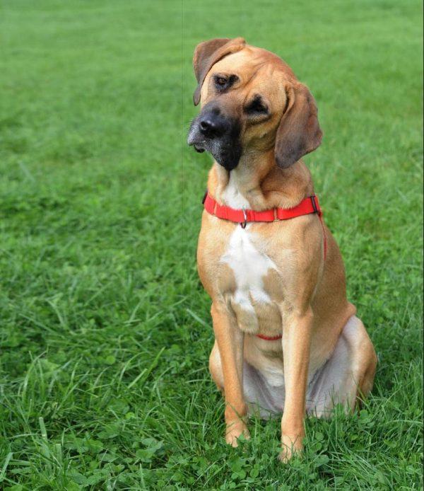 Nastavljiva oprsnica EASY WALK