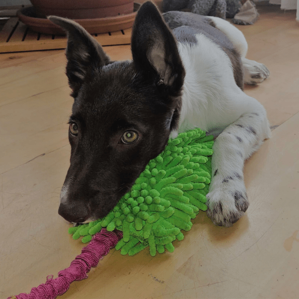 Aport MOP microfibra z BUNGEE ročajem