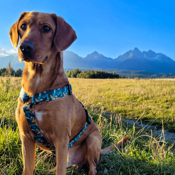 Nastavljiva oprsnica Guard City Monstera