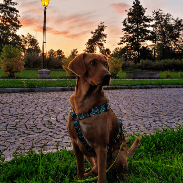 Nastavljiva oprsnica Guard City Monstera