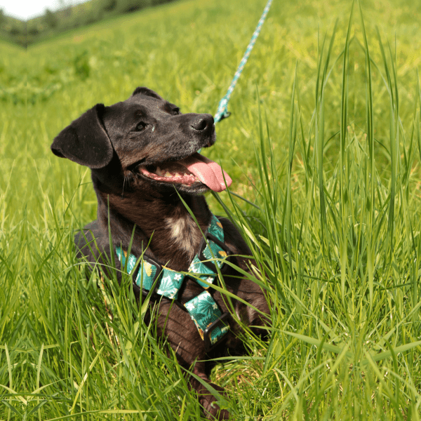 Nastavljiva oprsnica Guard City Monstera