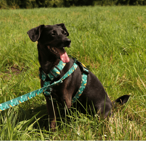 Nastavljiva oprsnica Guard City Monstera