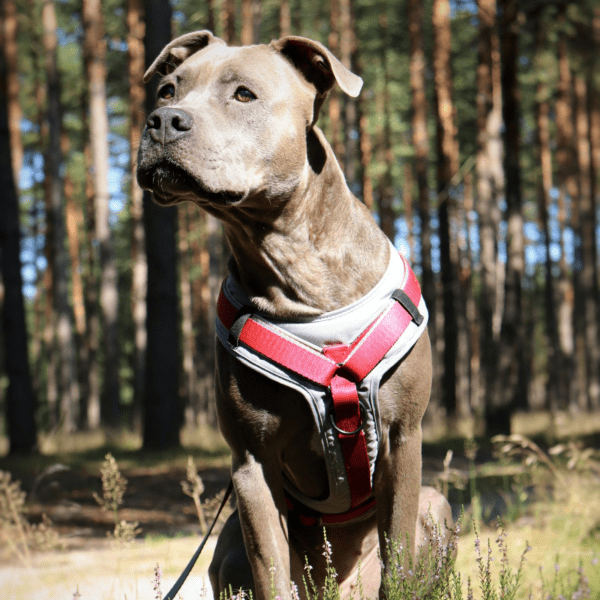 Nastavljiva oprsnica Guard Ultra Active