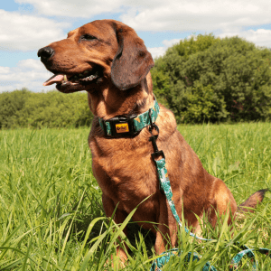 Alternative view of Povodec za psa CITY MONSTERA