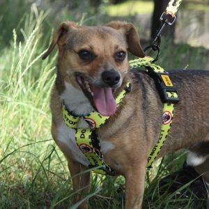 Alternative view of Povodec za psa DO NOT PET – The Yellow Dog Project