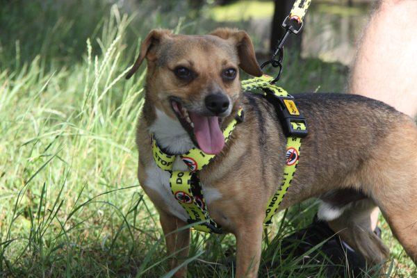 Povodec za psa DO NOT PET – The Yellow Dog Project