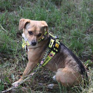 Alternative view of Ovratnica za psa DO NOT PET - The Yellow Dog Project