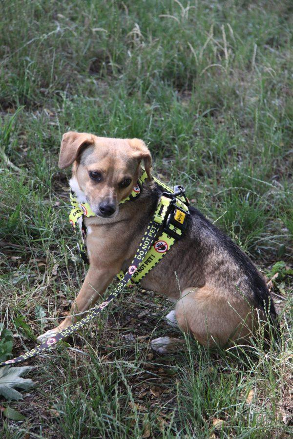 Povodec za psa DO NOT PET – The Yellow Dog Project