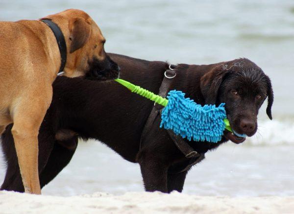 Aport MOP microfibra z ŽOGO in BUNGEE ročajem