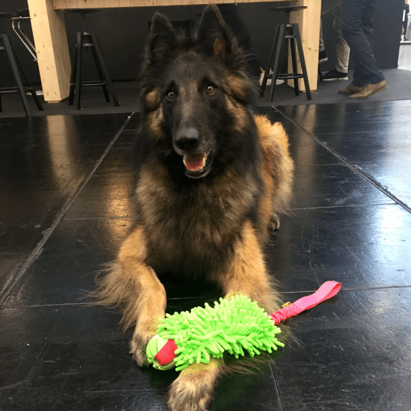 Aport MOP microfibra z ŽOGO in BUNGEE ročajem