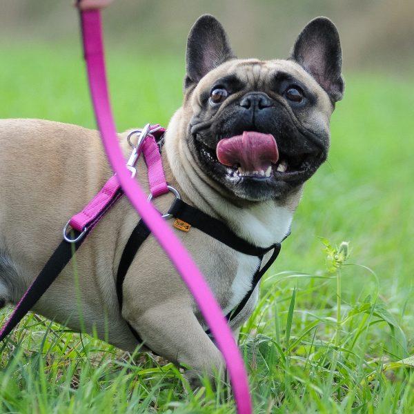 KOMPLET nastavljivih oprsnic STEP-IN ENERGY  - 35 KOS!