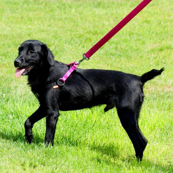 KOMPLET nastavljivih oprsnic STEP-IN ENERGY  - 35 KOS!