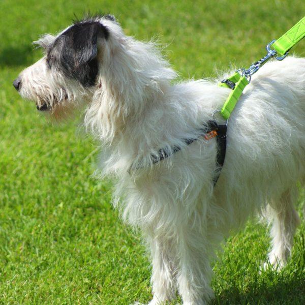 KOMPLET nastavljivih oprsnic STEP-IN ENERGY  - 35 KOS!