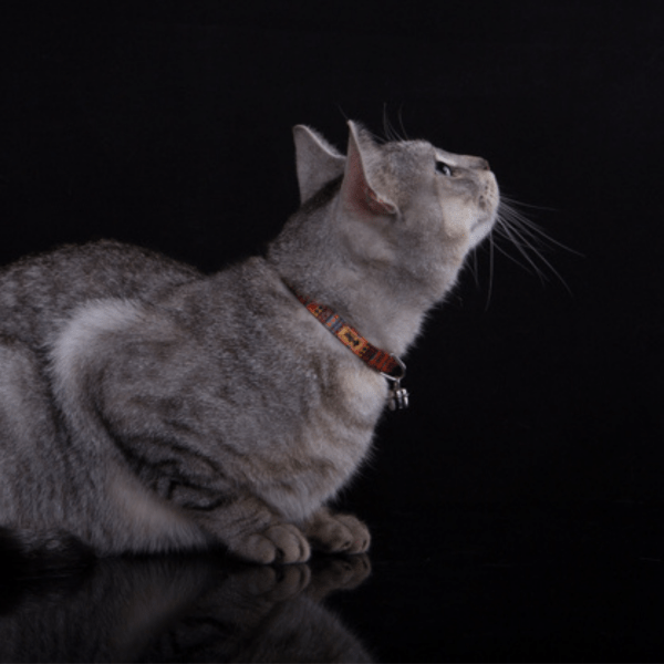 Mačja ovratnica AMERICA KOLORADO