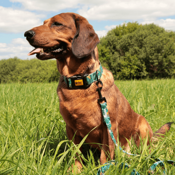 Ovratnica za psa CITY MONSTERA