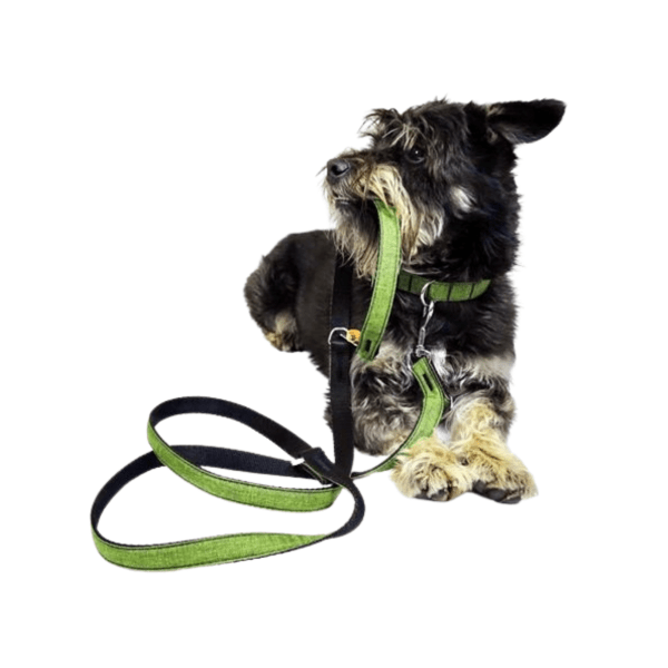 Vodoodporen povodec za psa SCANDI