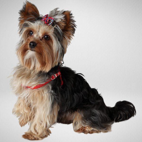 Nastavljiva oprsnica za mini pasme NEW YORK