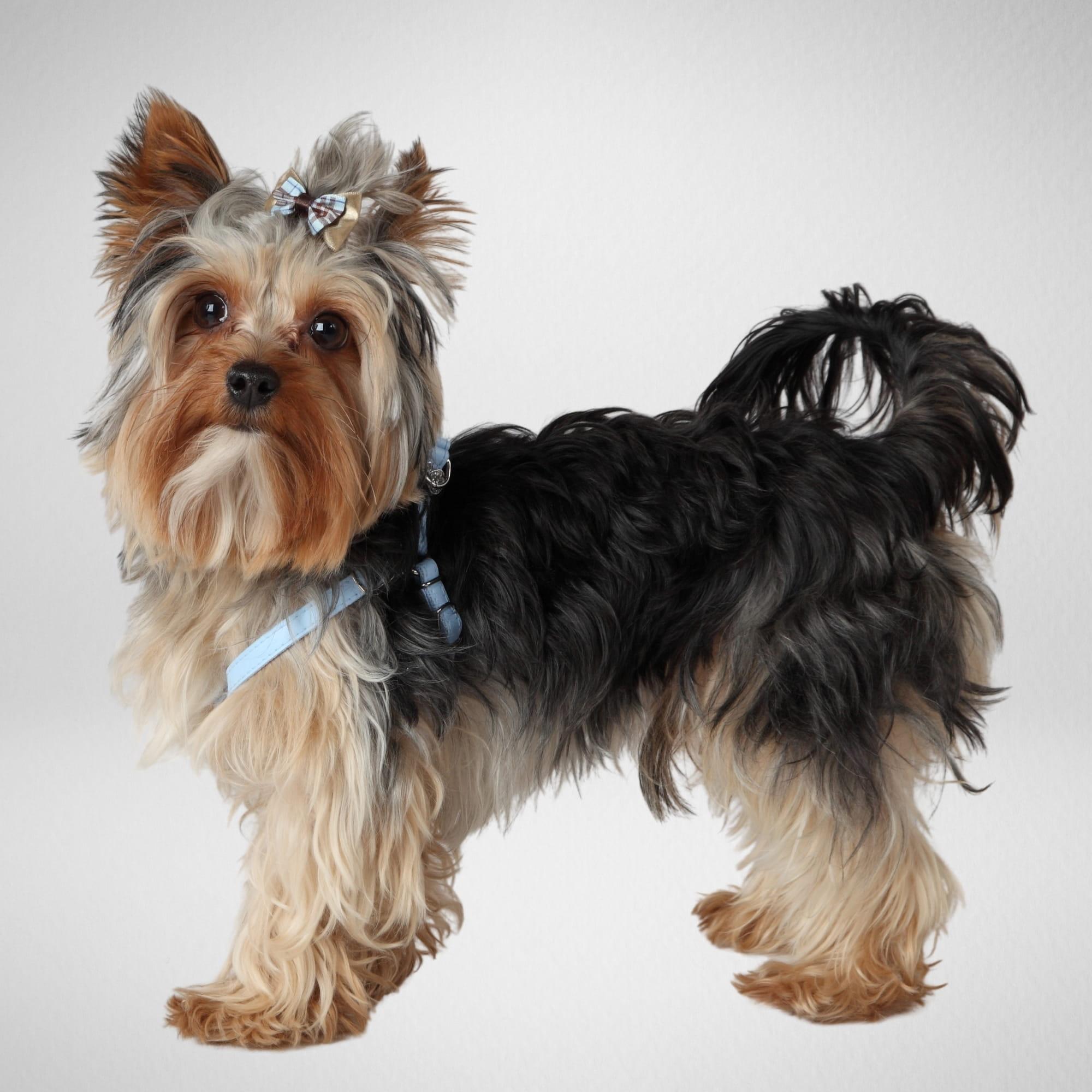 Nastavljiva oprsnica za mini pasme NEW YORK - slika 16