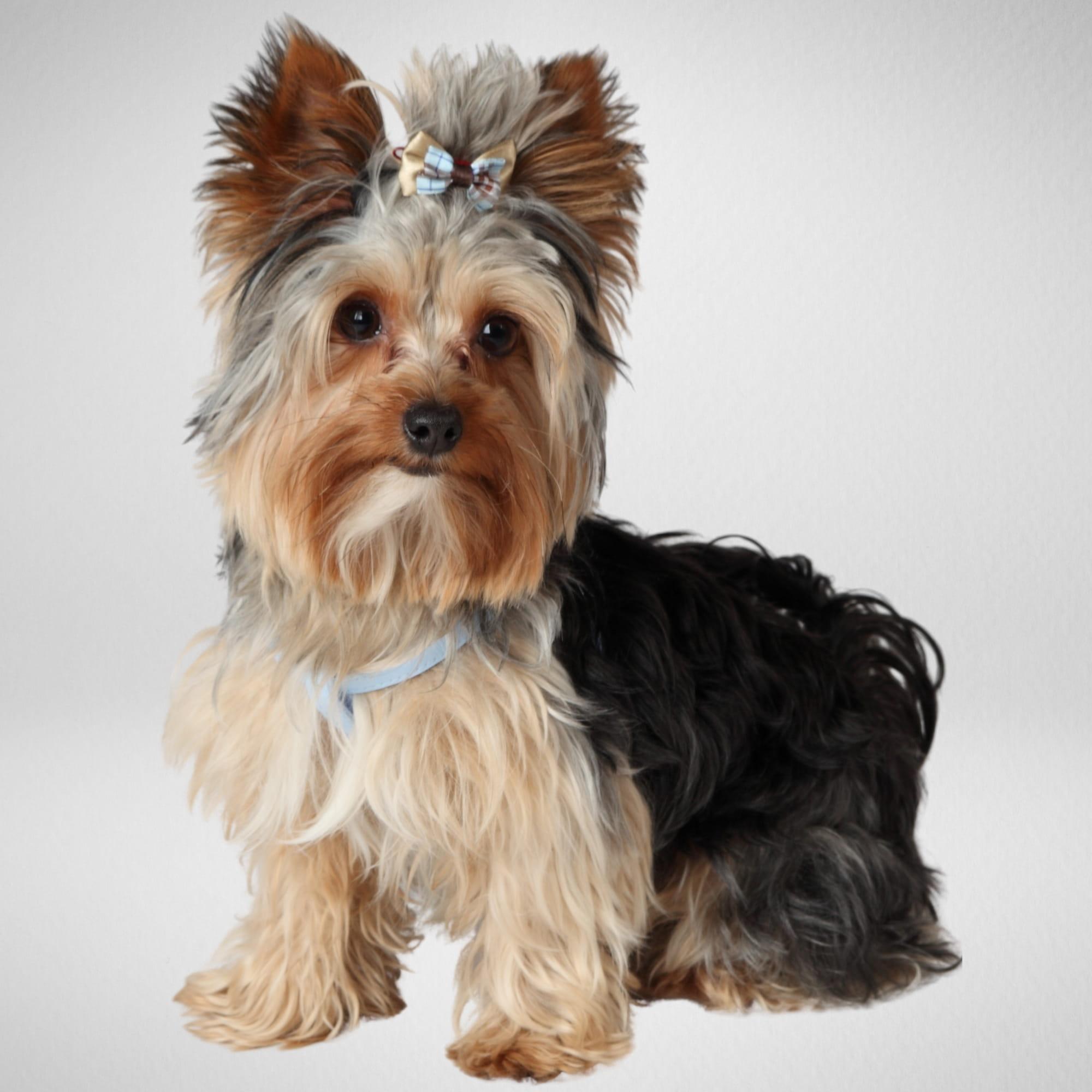 Nastavljiva oprsnica za mini pasme NEW YORK - slika 17