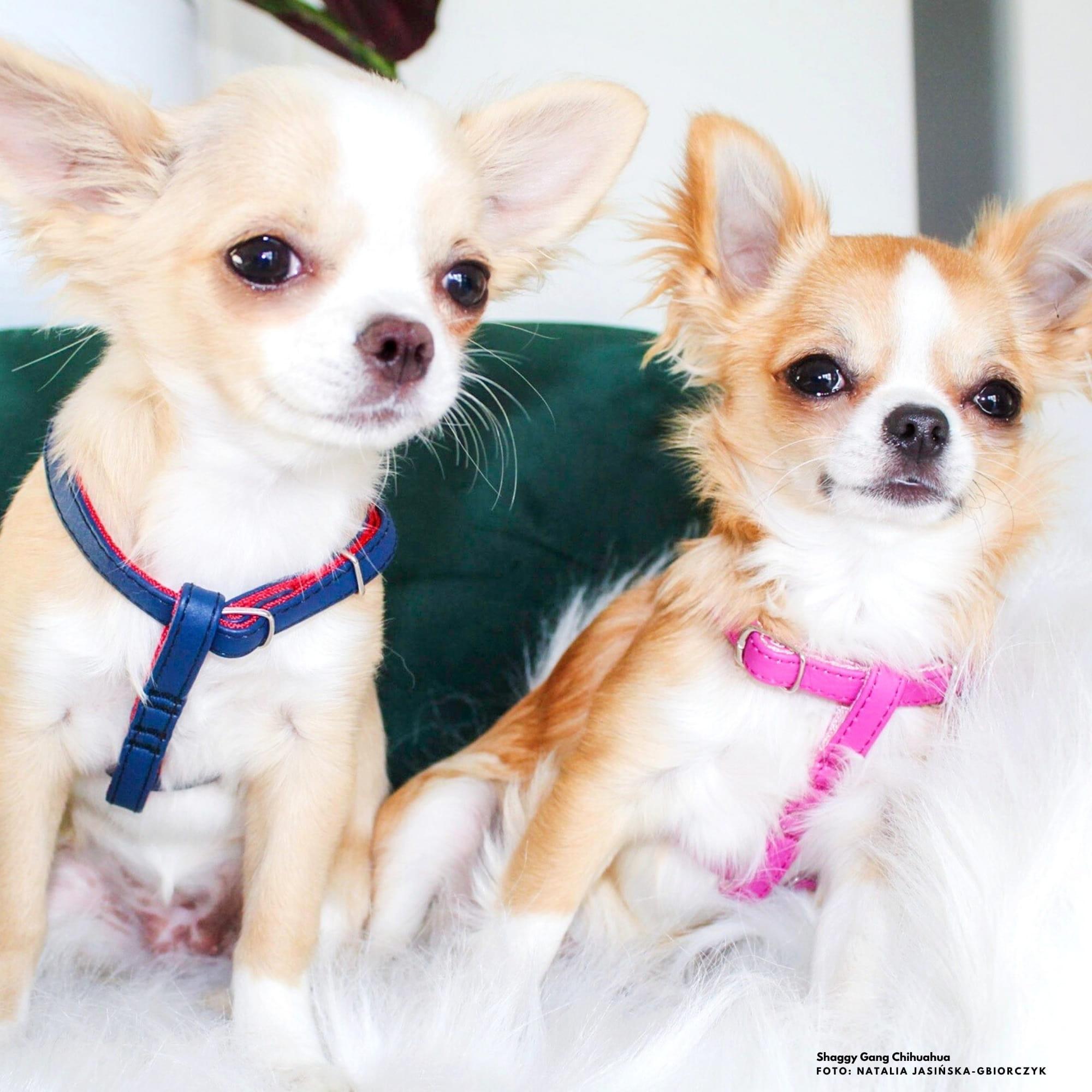 Nastavljiva oprsnica za mini pasme NEW YORK - slika 11