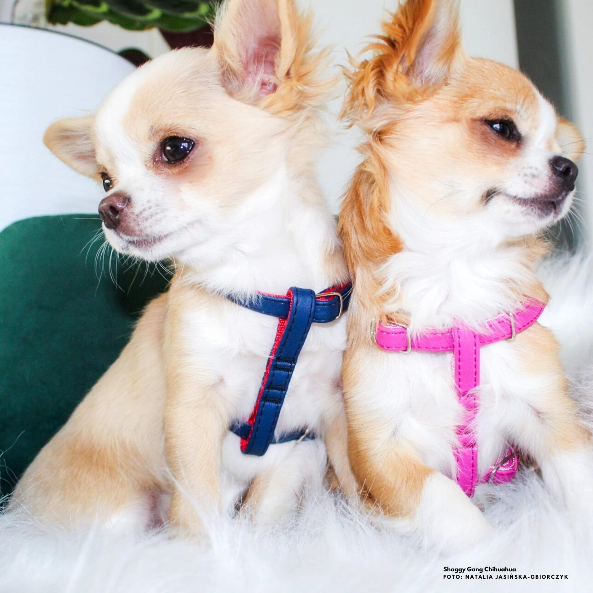 Nastavljiva oprsnica za mini pasme NEW YORK - slika 12