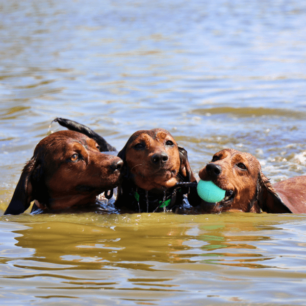 Gumijasta žoga za psa s 30cm ročajem