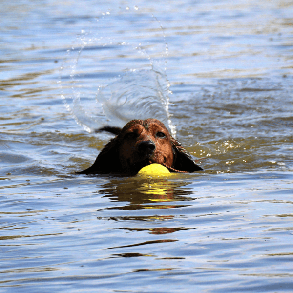 Gumijasta žoga za psa s 30cm ročajem