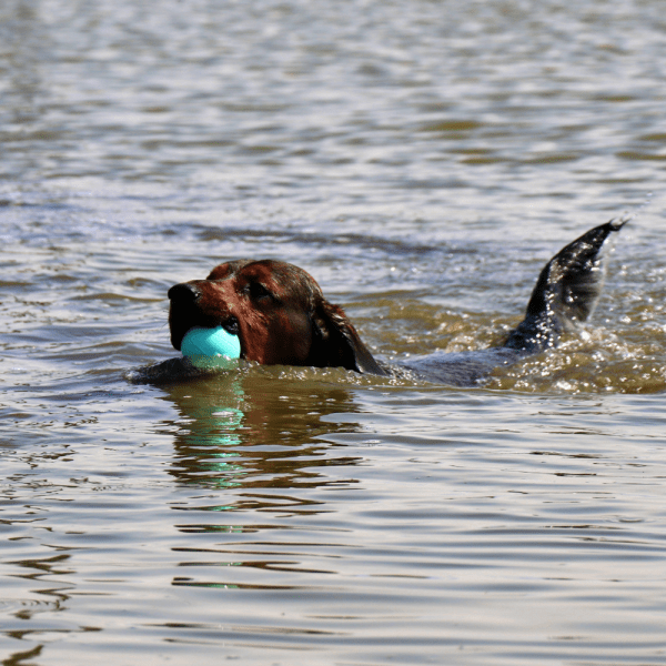Gumijasta žoga za psa s 30cm ročajem