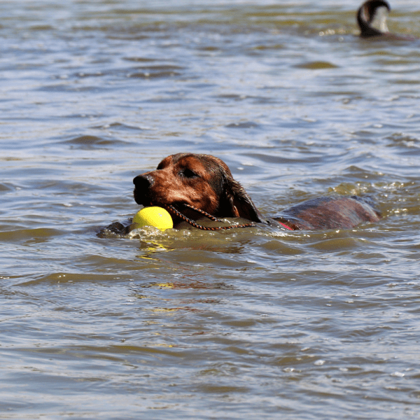 Gumijasta žoga za psa s 30cm ročajem