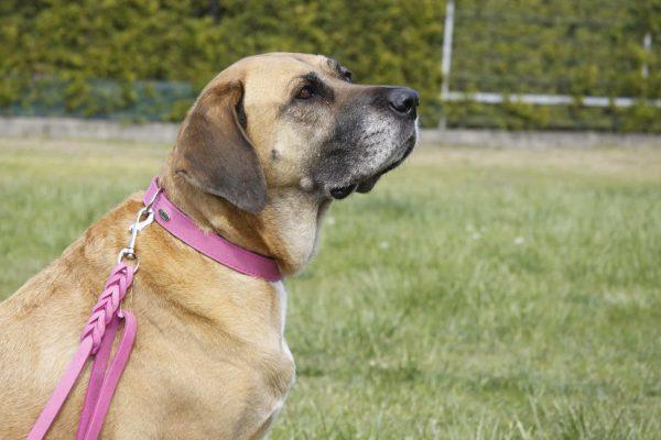 Ovratnica iz PREMIUM mehkega usnja