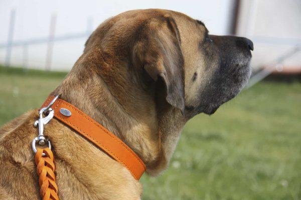 Ovratnica iz PREMIUM mehkega usnja