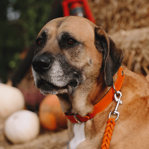 Ovratnica iz PREMIUM mehkega usnja