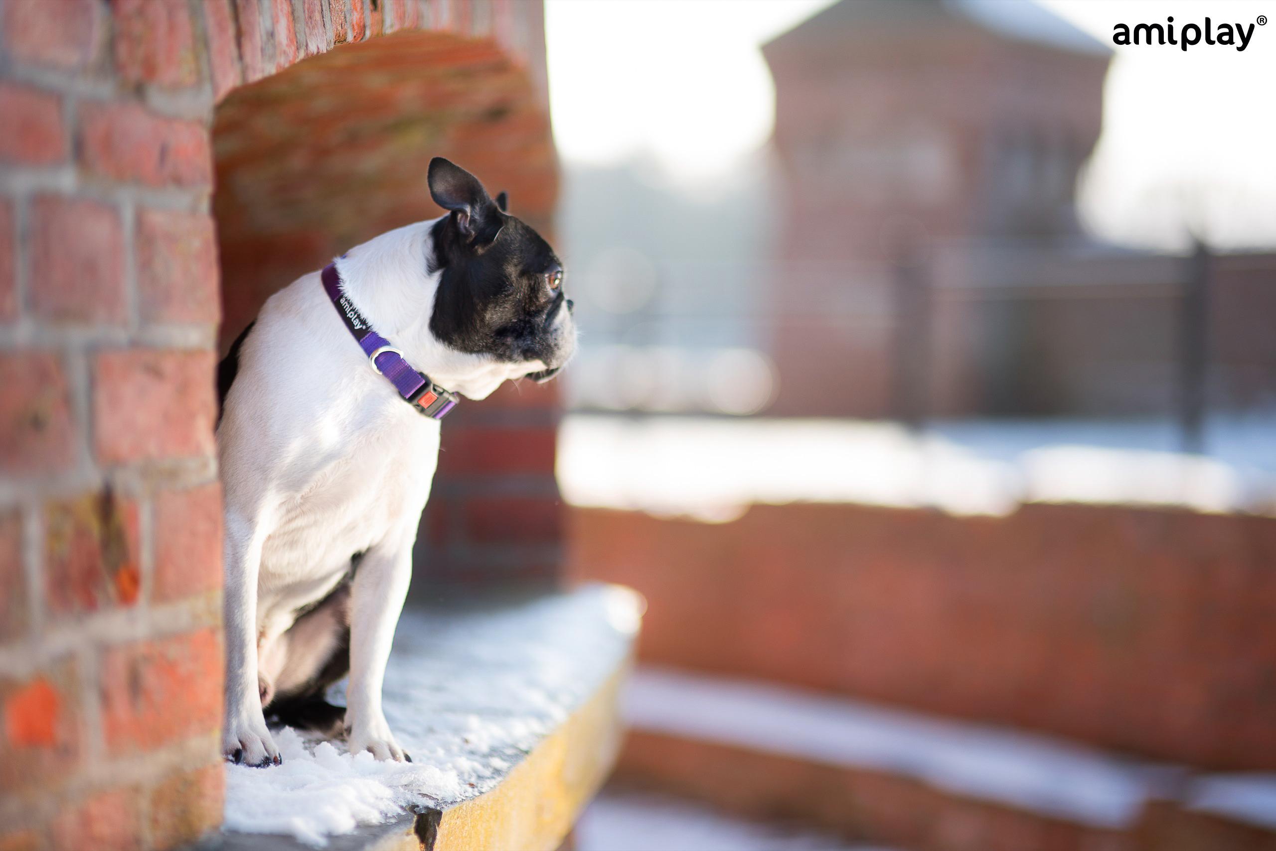Nastavljiva ovratnica z zaklepom Basic - slika 4