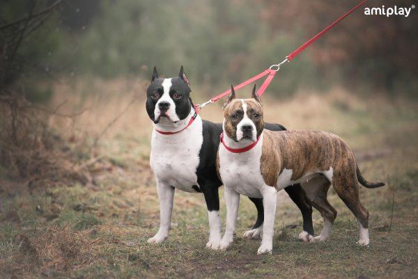 Povodec za 2 psa Coupler Basic