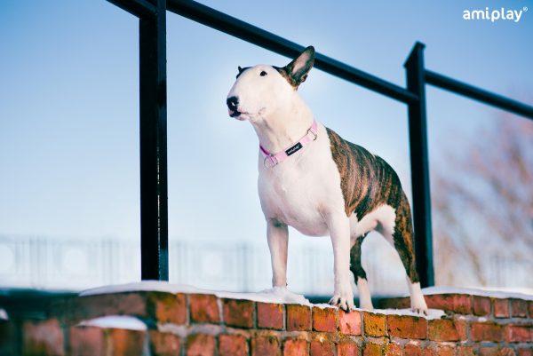 Polzatezna ovratnica Basic