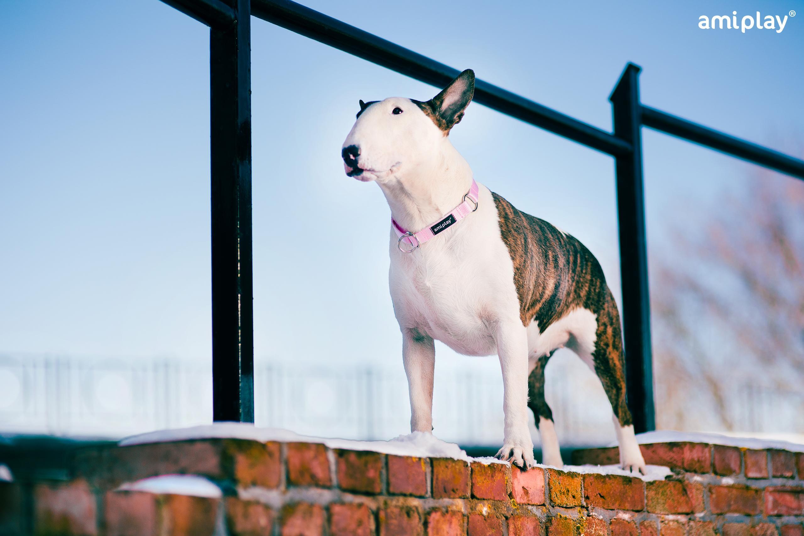 Polzatezna ovratnica Basic - slika 4